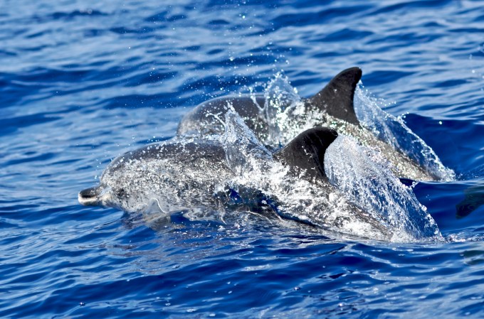 Divers Attempt to Communicate With Wild Dolphins, Using A Two-Way Translation Device