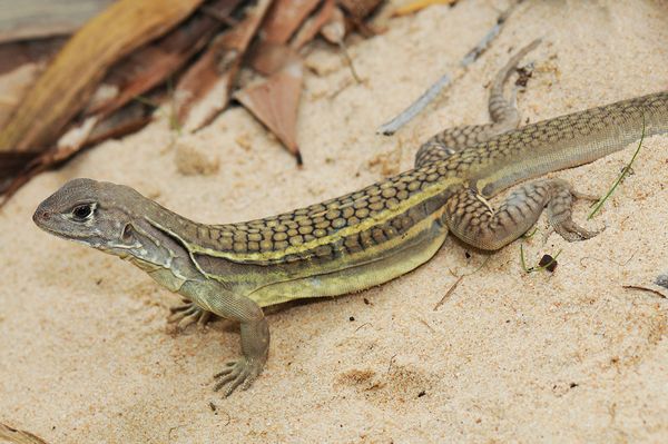 Scientists Discover Self-Cloning Lizard Species On Vietnamese Restaurant Menu