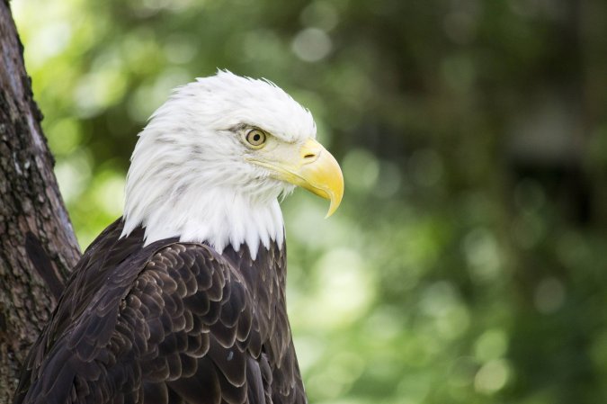 bald eagle