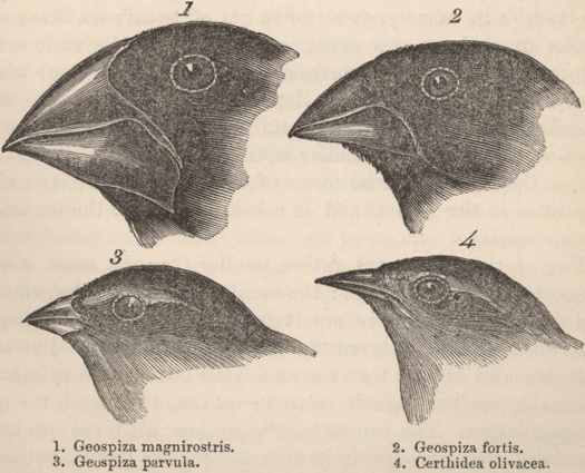 Galapagos Scientists May Have Witnessed The Birth Of A New Species