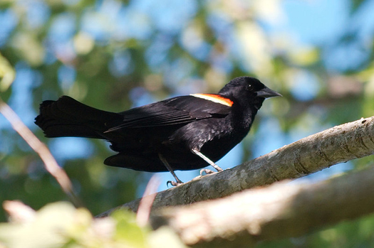 What Cataclysm Killed the Birds in Arkansas (and Louisiana, and Sweden)? Maybe None