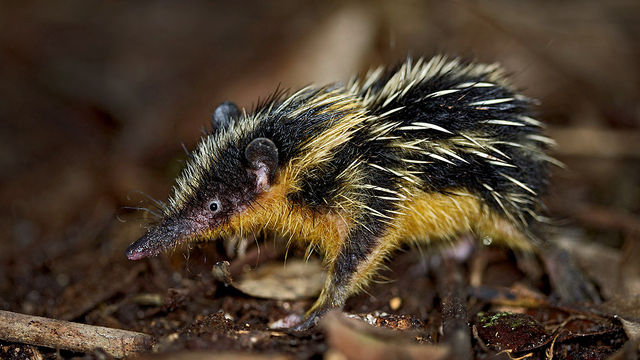 Video: Creepy Madagascan Beasts Rub Their Back Hairs Together To Make Squeaks