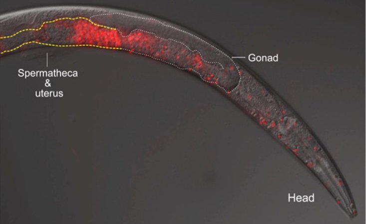 Killer Sperm Violently Prevents Worms From Interbreeding