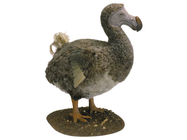 Dodos Were Actually Not That Dumb