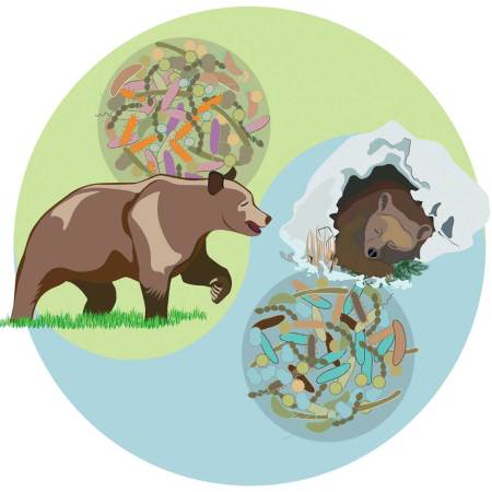 Brown Bear Gut Microbes May Hold The Secret To Being Hefty But Healthy