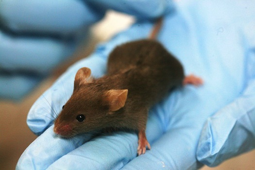 Some Mice Have Become Immune to Poison Through Natural but Highly Unusual Evolution