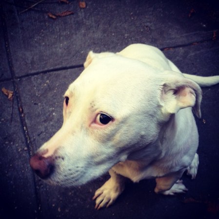 Dogs Know To Look Away When Humans Are Angry