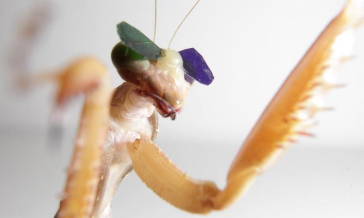 Praying Mantises Wearing 3D Glasses Prove That They Can See In 3D