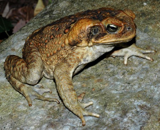 Australia’s Invasive Cane Toads Have Evolved To Hop Even Faster