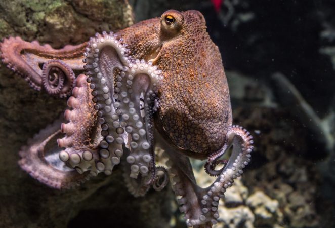 Octopuses trip on ecstasy the same way we do