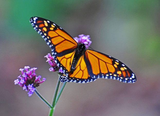 Monarch Butterfly