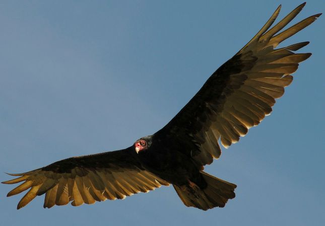 Gas Leaks Are Designed To Attract Turkey Vultures