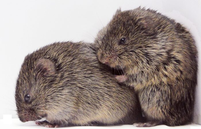 Prairie Voles Show Empathy Just Like Humans