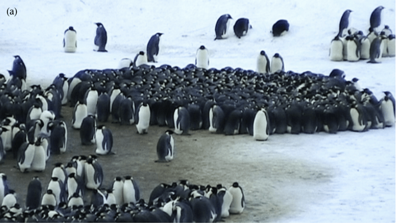 Just One Penguin Could Break Up A Huddle