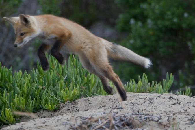 Foxes Use Earth’s Magnetic Field To Hunt Prey, Scientists Say