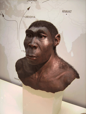 Reports of Homo erectus’ laziness are ‘moronic’