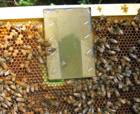 Bee Hackers Help Hives With Unconventional Tools