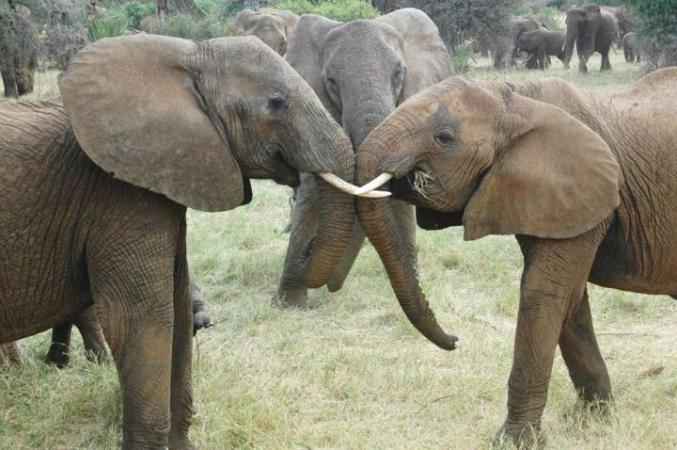 Elephant Social Networks Remain Strong In The Face of Poaching