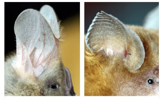 Bat Ears Could Inspire New Sensing Technology For Robots and Autonomous Vehicles