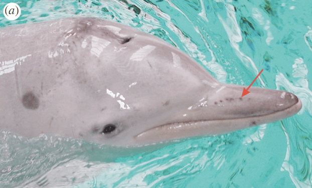 Things We Can Learn From Dolphins: Electro-Sensing, Amazing Powers of Healing