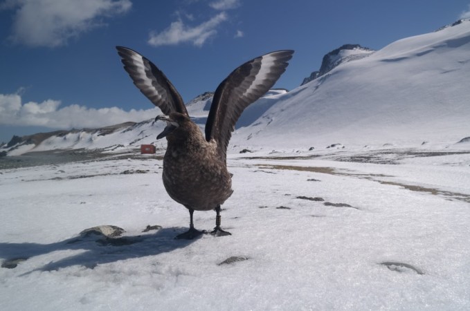 Antarctic Birds Remember Which Humans Have Wronged Them