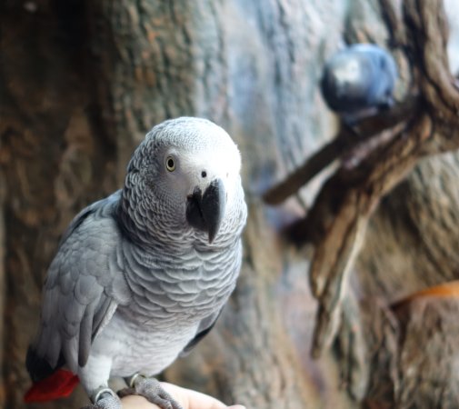 African grey parrot.