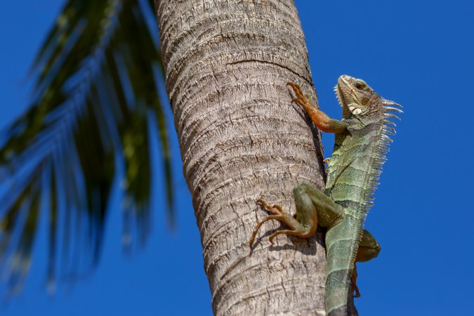 A green iguana on a palm tree trunk in Key West, Florida.