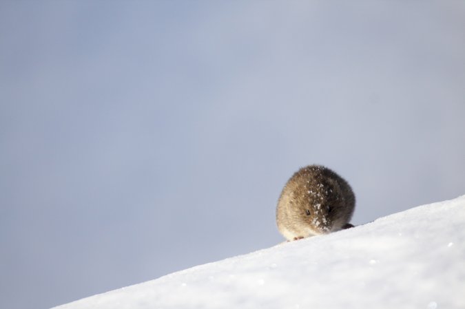 A small rodent scurries across the snow.