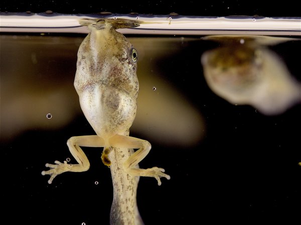 A tadpole of a gray tree frog sucks in a bubble full of oxygen.