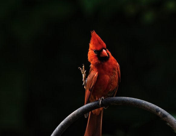 a Northern cardinal on a metal bar outside