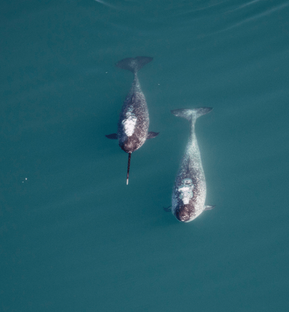 Blessing of narwhals