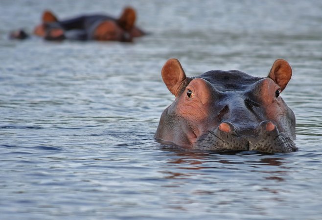 Hippo in water