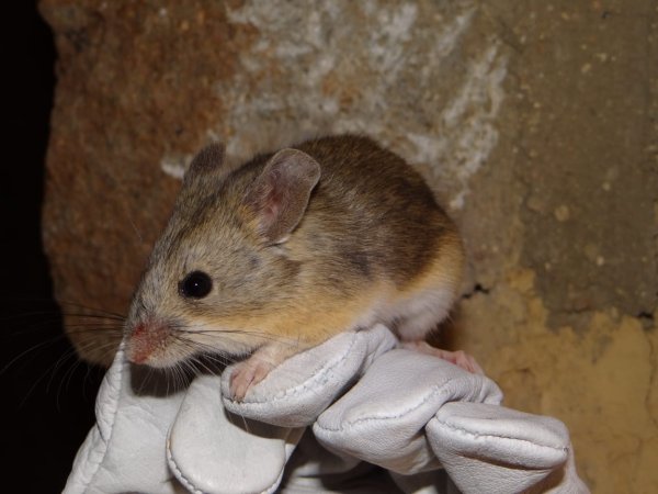 Yellow-rumped leaf-eared mouse.