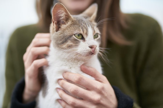 cat with its owner