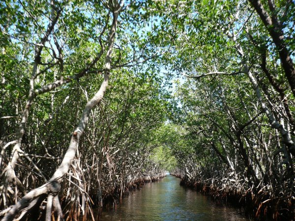 mangrove forest