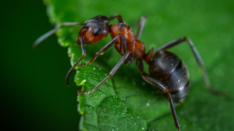 An ant on a bright green leaf.