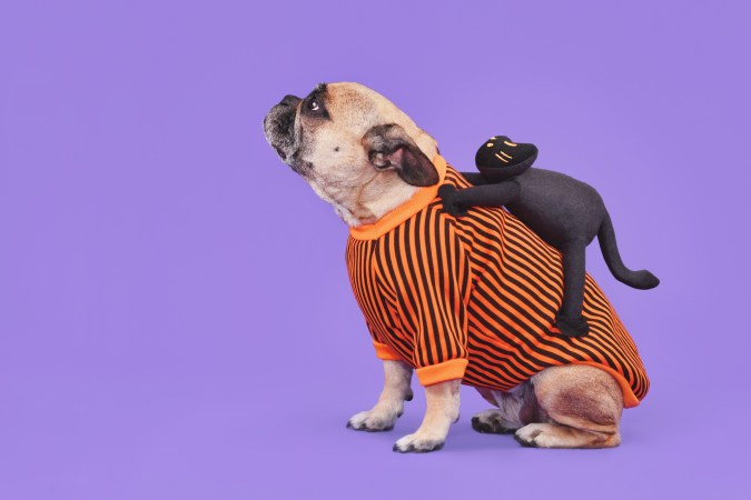 French bulldog in orange striped Halloween costume with black cat on its back against purple background