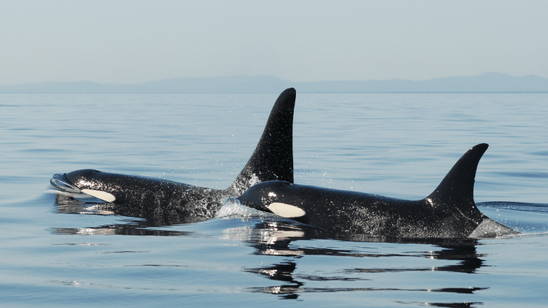 Two orca whales swim in the ocean with mountains in the distance.