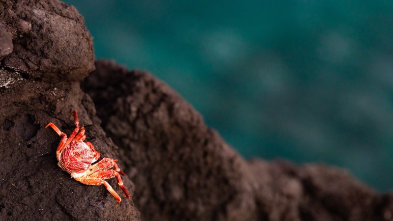 Millions of dead crabs ended up in the deep sea. Scientists still aren’t sure why.