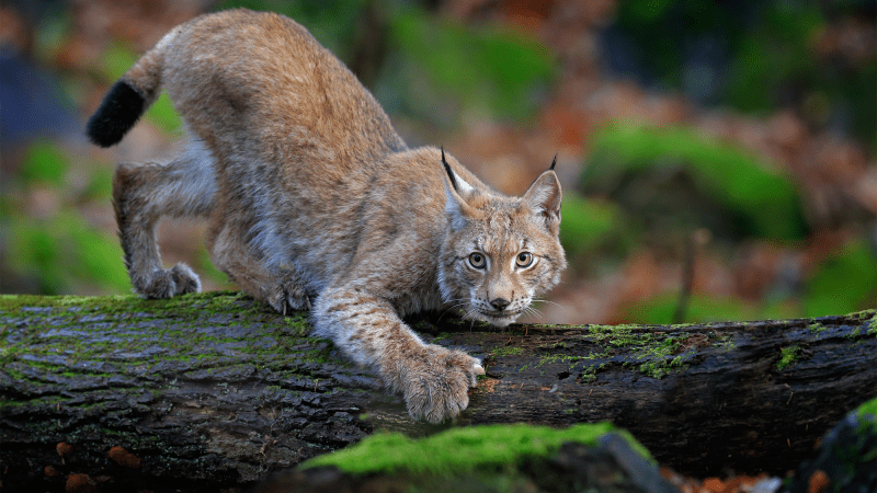 A Eurasian lynch perches in a fallen tree in a forest.