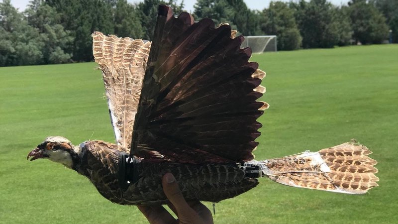 Hand holding up drone disguised within taxidermy bird body