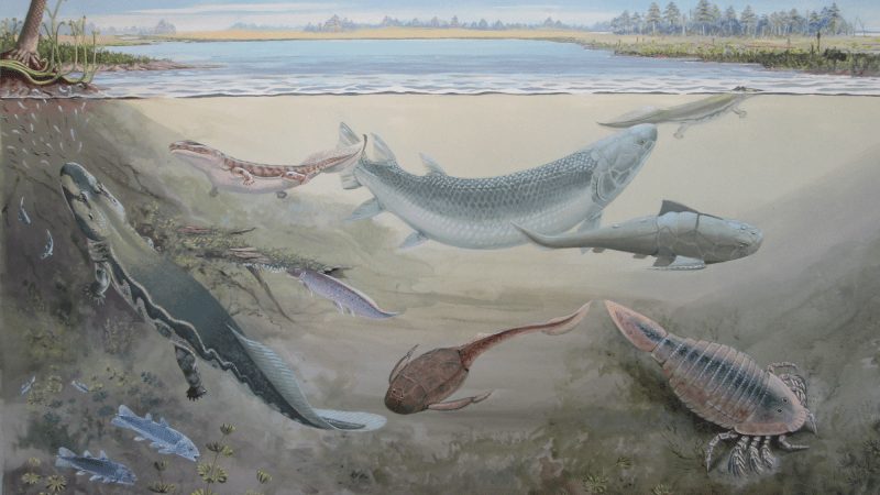 An illustration of Hyneria udlezinye, a large, predatory fish, with smaller fish in the Waterloo Farm ecosystem in South Africa about 360 million years ago.