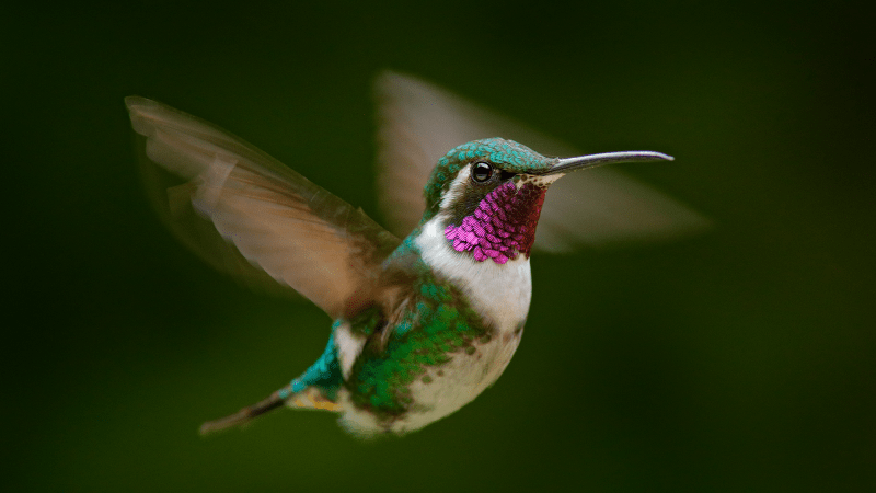 A white-bellied woodstar hummingbird flying. Their colorful throat feathers are believed to help them find a mate.