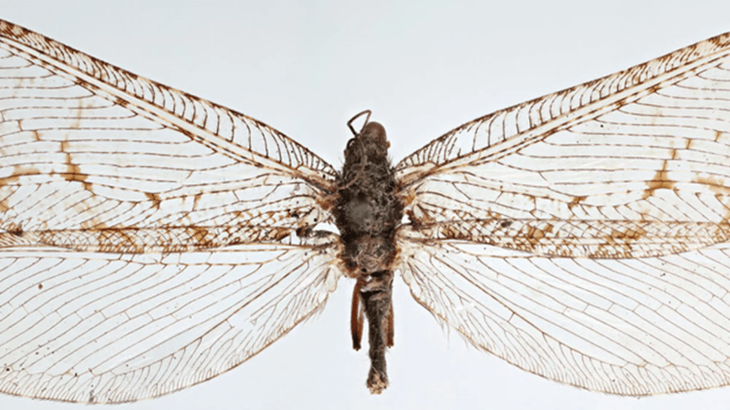 A giant lacewing as seen under a microscope. The insect is a moth relative with large wings.