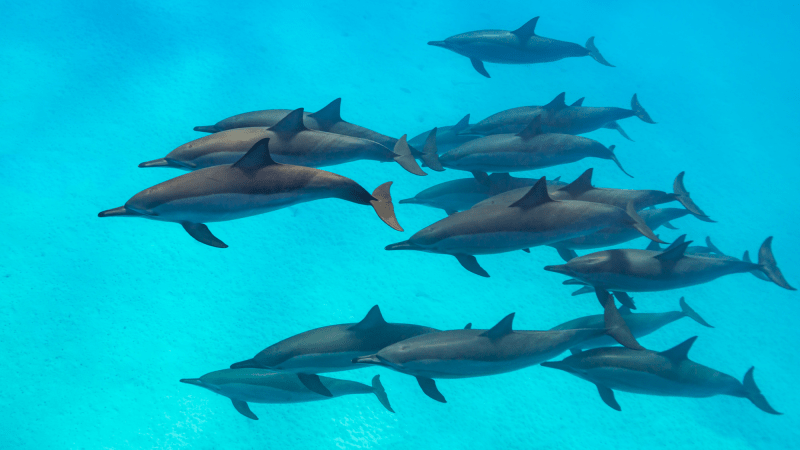 A pod of dolphins swimming together in blue water.