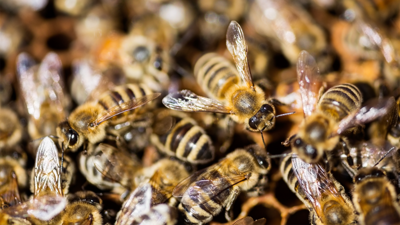 A warm of bees on a honeycomb.