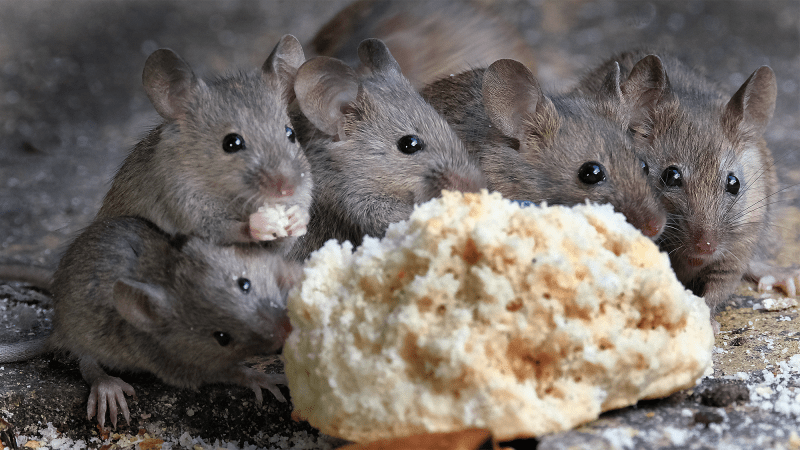 A group of mice eats a scone.