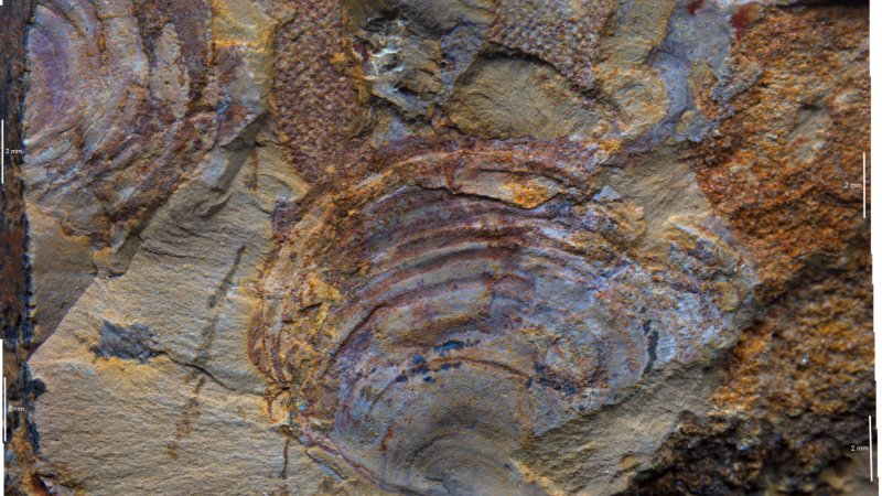 This fossilized ‘ancient animal’ might be a bunch of old seaweed