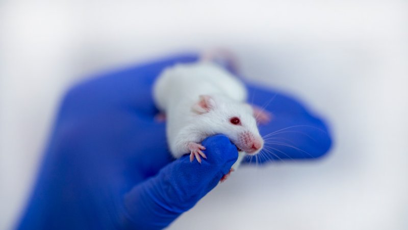 How growing antlers on mice could lead to new treatments for humans