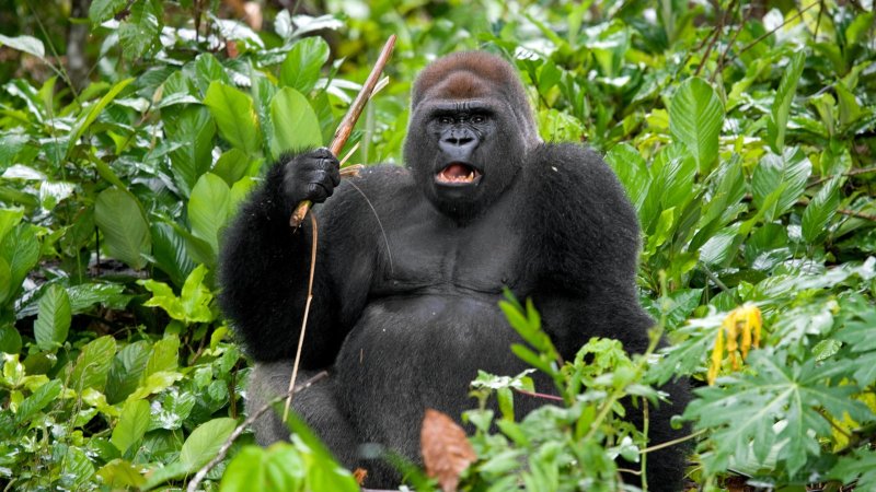 Gorillas like to scramble their brains by spinning around really fast